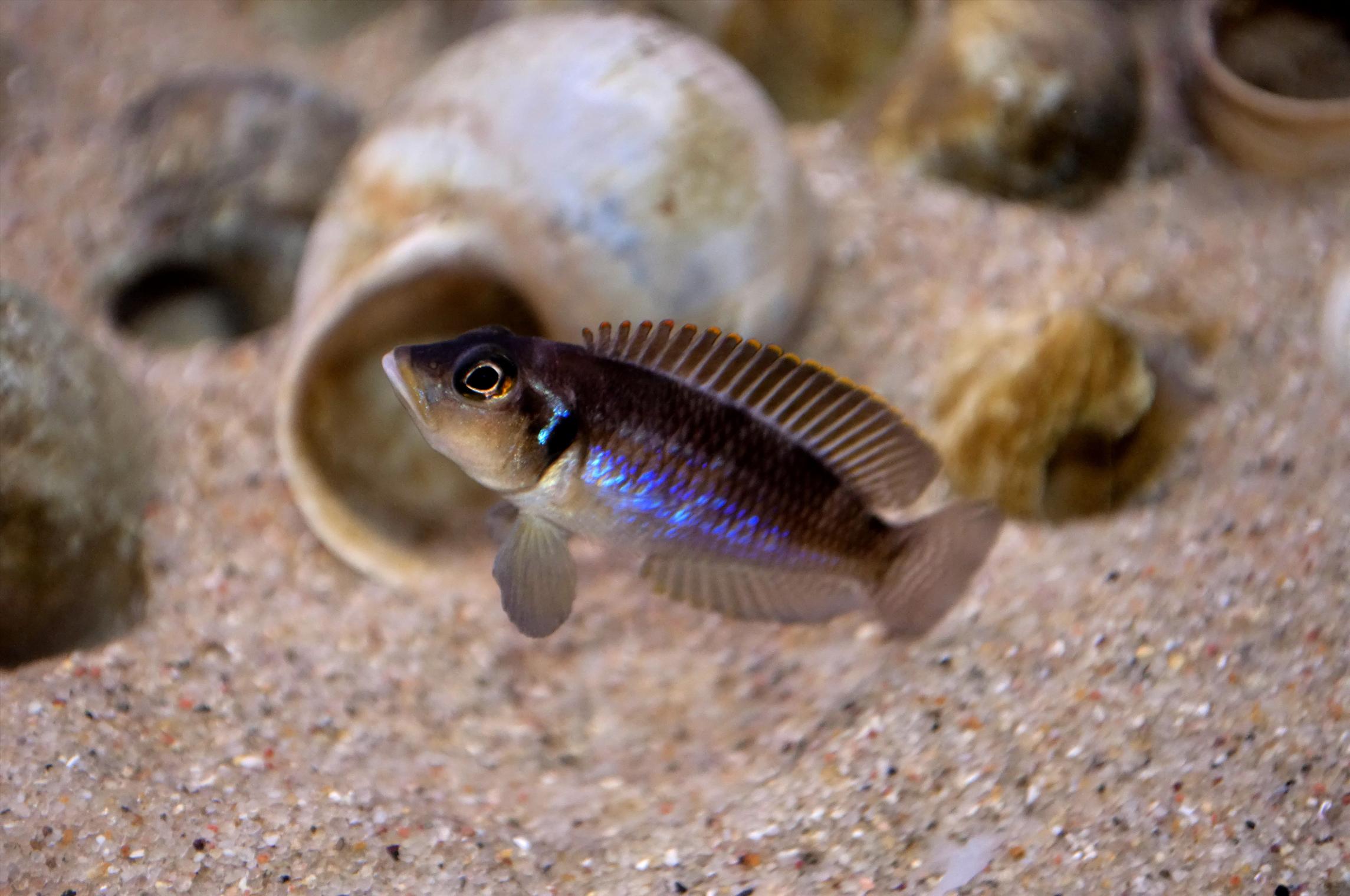 Lamprologus Ocellatus.jpg