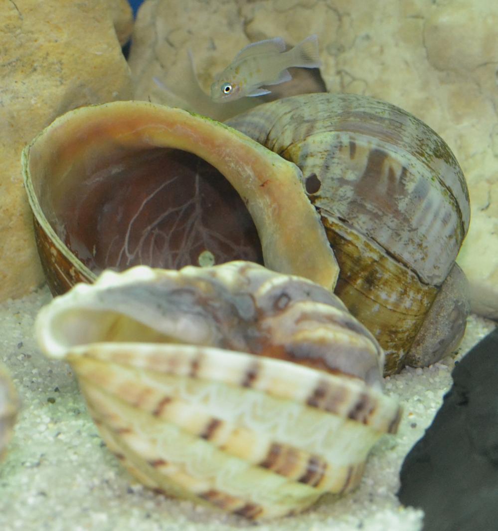 Neolamprologus-boulengeri.jpg