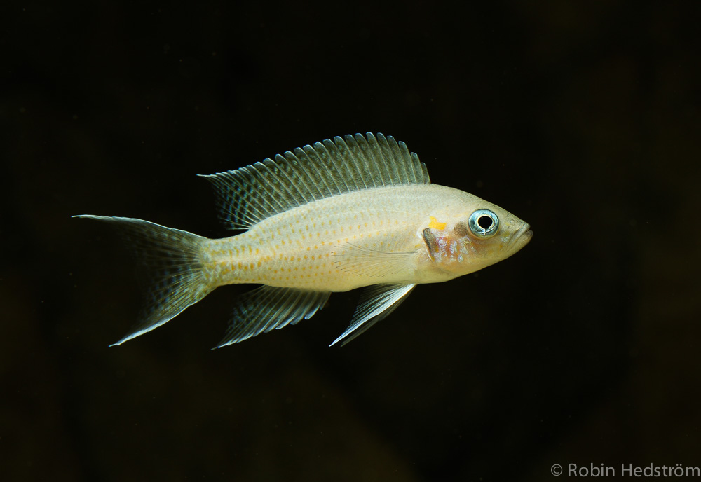 neolamprologus_brichardi.jpg