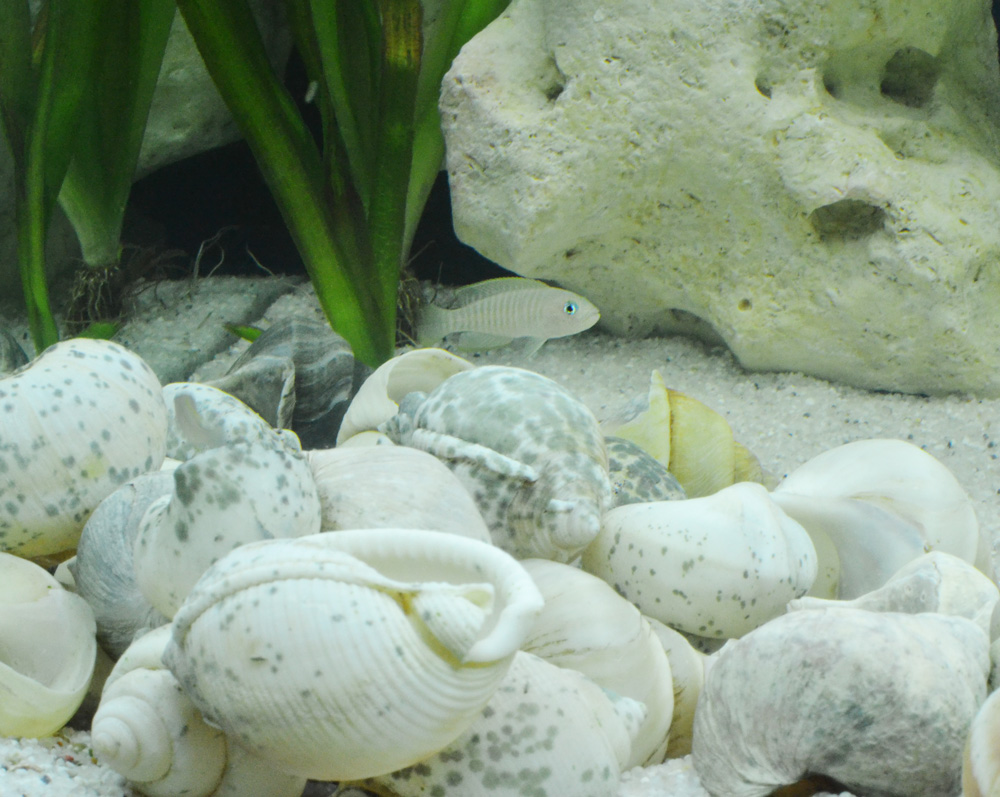 l.multifasciatus.jpg