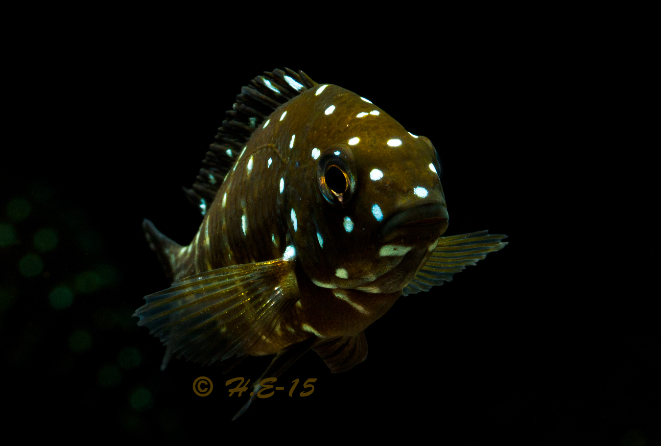 IMG_3528C.jpg