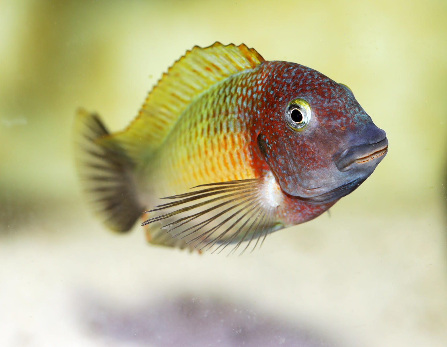 Tropheus moorii, Musanga.jpg