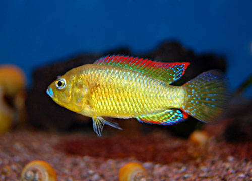 multicolor-victoriae.jpg