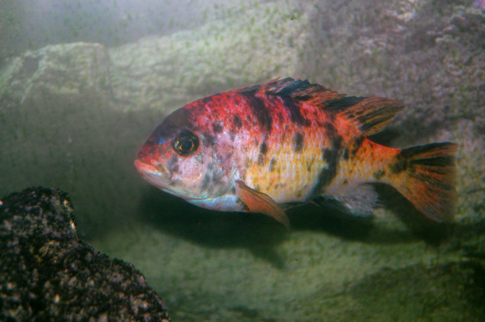 MC_omnicaeruleus.jpg