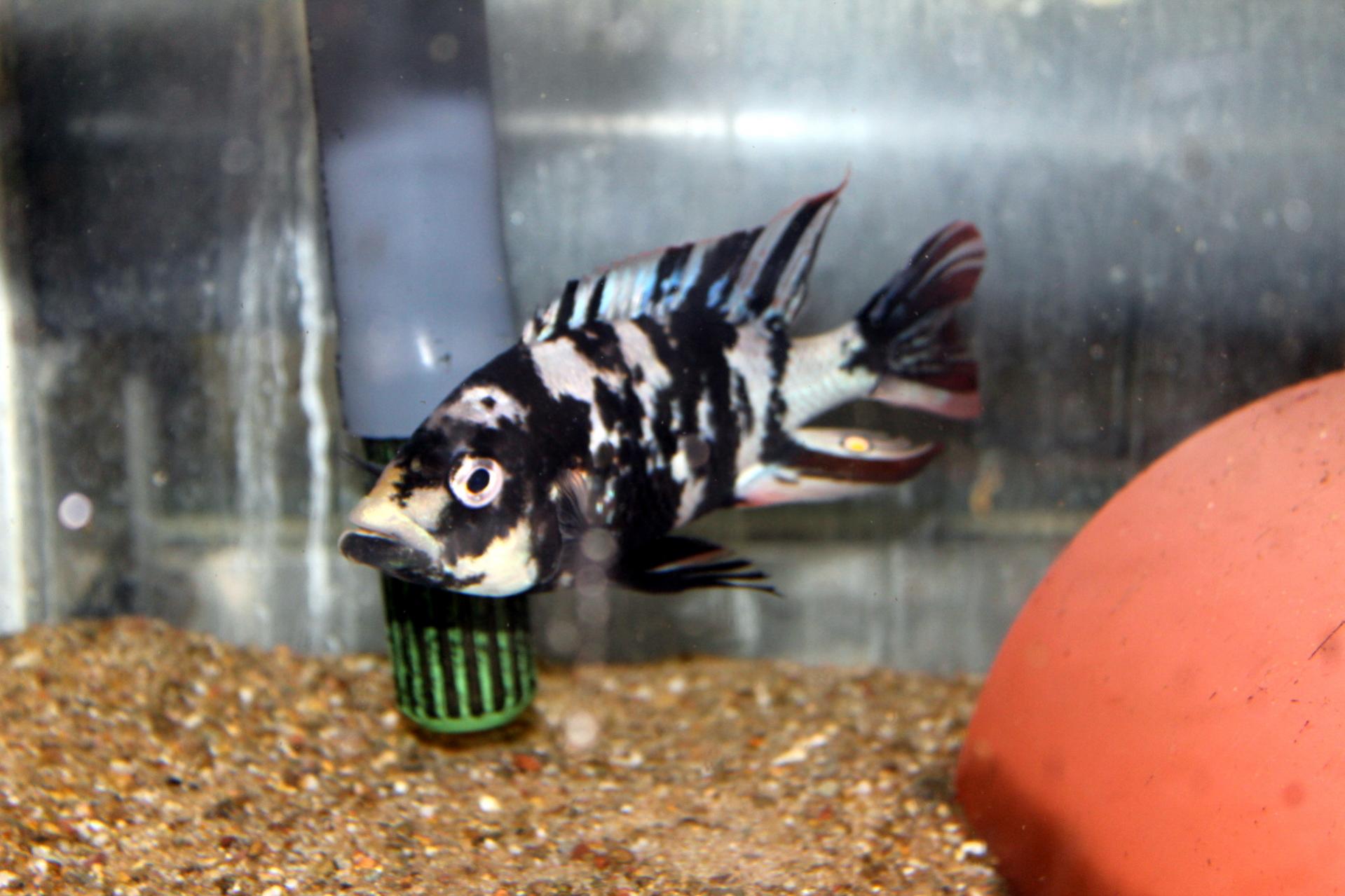 chilotes ruti male.jpg