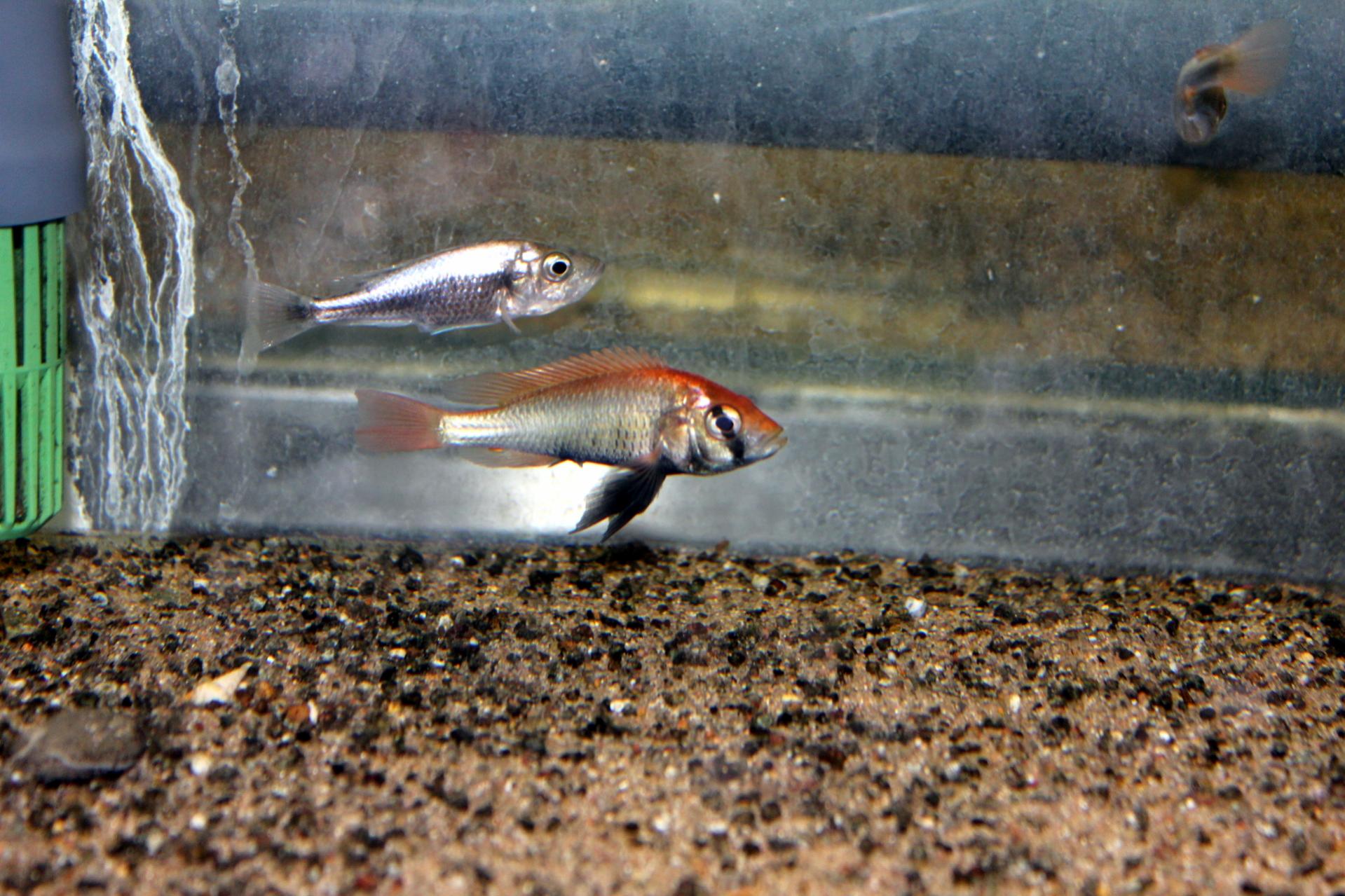 pyrrhocephalus.jpg