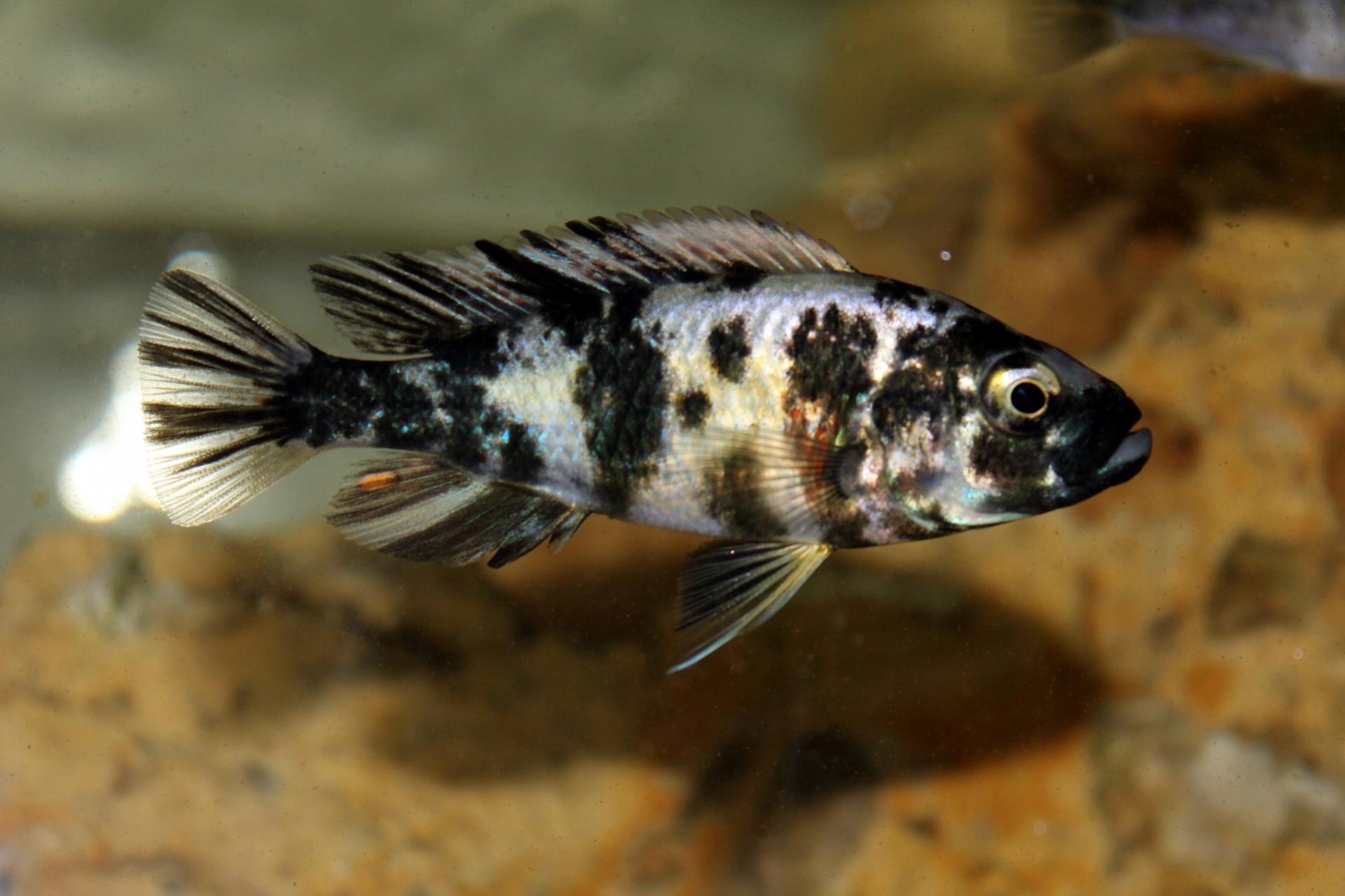 melanopterus (male piebald).jpg