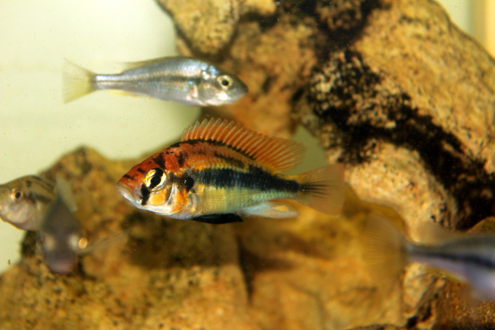 paropius (2).jpg
