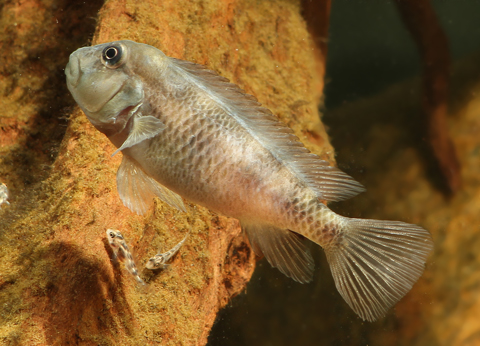 IMG_3717_2_steatocranus_sp_dwarf_hun.jpg