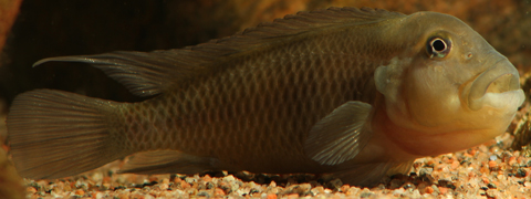IMG_3766_2_steatocranus_sp_dwarf_han.jpg