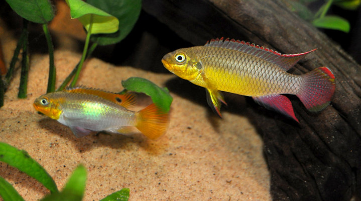 Ett av mina Pelvicachromis taeniatus Klugei-par..jpg