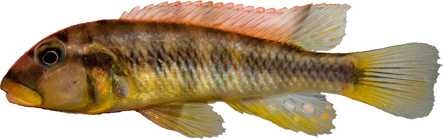 h_vanheusdeni01holotype-dr_ulrich_schliewen.jpg