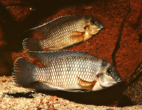 Tilapia_joka.jpg