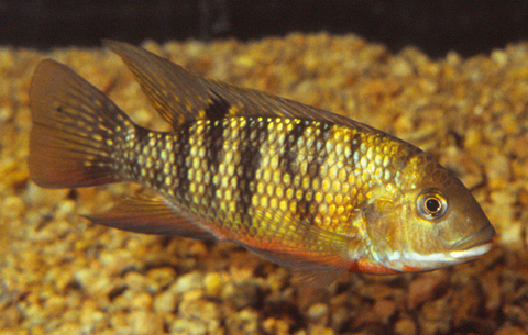 tilapia_zillii_han_1_16cm.jpg