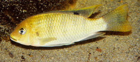tilapia_louka_han.jpg