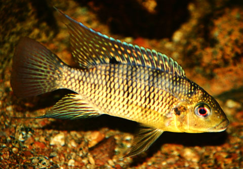 tilapia_brevimanus.jpg