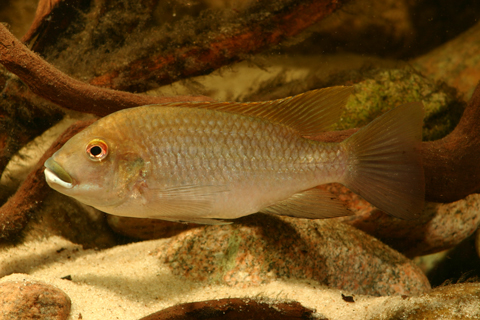 tilapia_snyderae_han.jpg