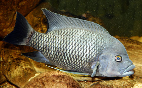 tilapia_buttikoferi.jpg