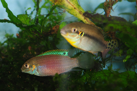 elucanusii130217.jpg