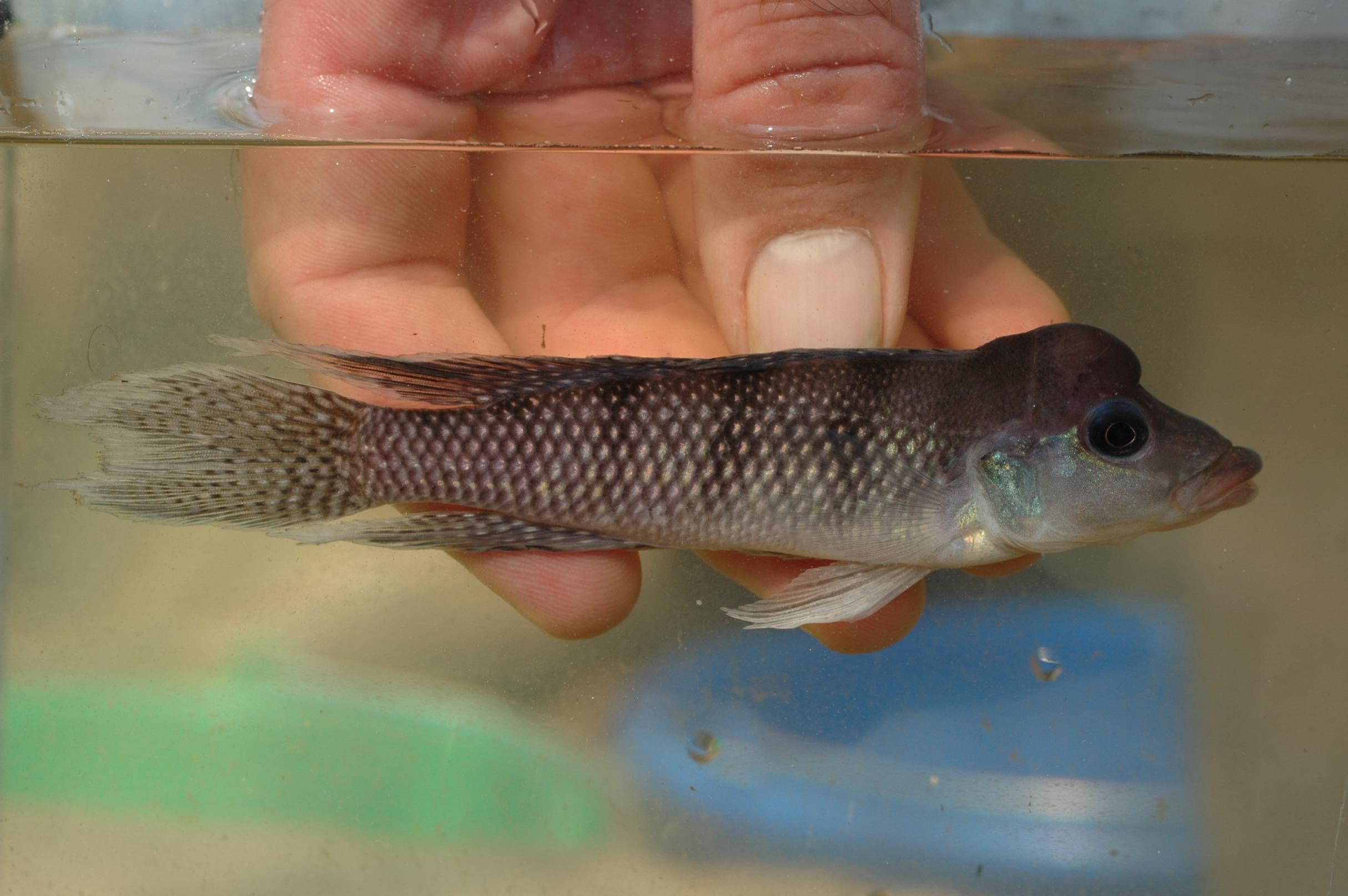 Lamprologus tigripictilis DSC_0025e.jpg