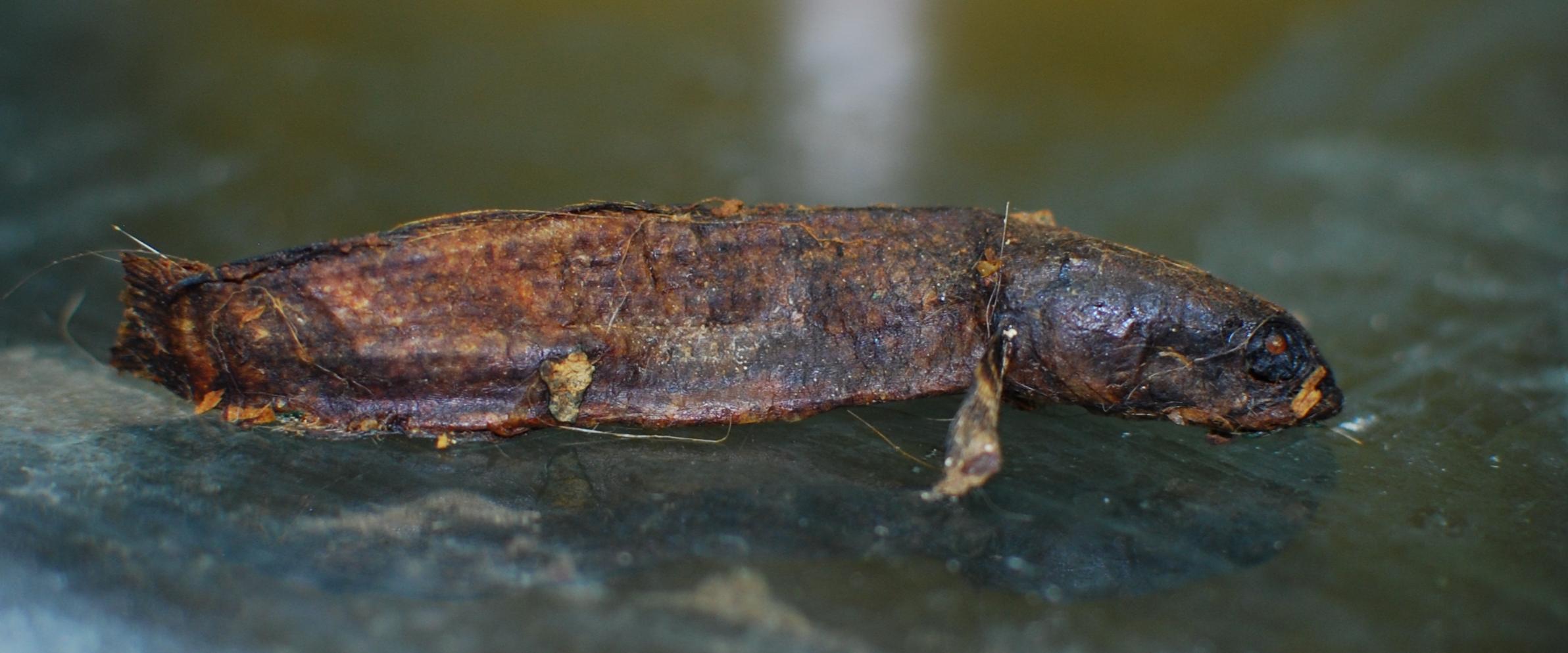 teleogramma.jpg