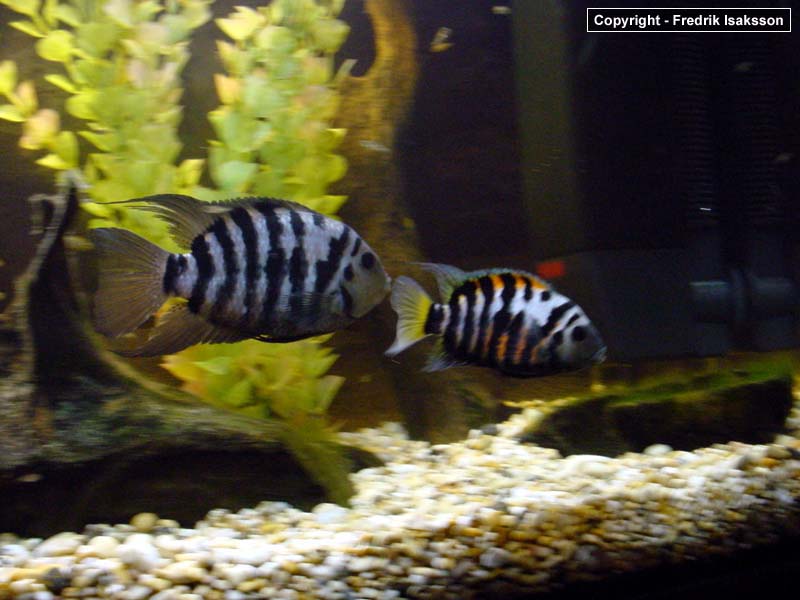 sebraciklid02.jpg