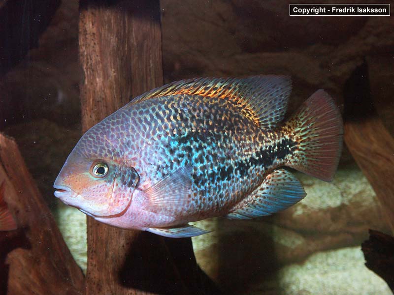 vieja_bifasciatus_flash01.jpg