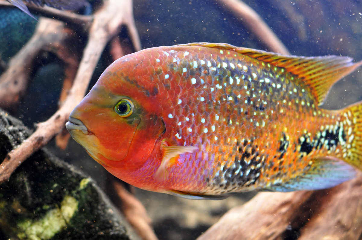 Synspila_spotted_Chiapas-hane1-David.JPG