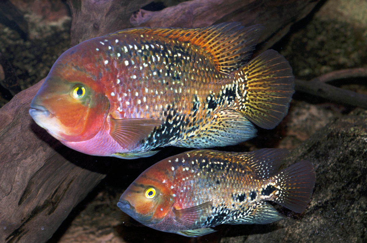 Synspila_spotted_Chiapas-par2-David.jpg