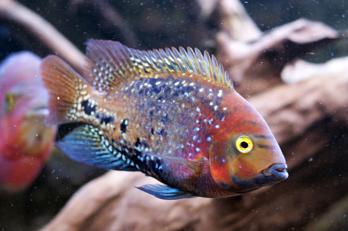 Synspila_spotted_Chiapas-hona2-David.jpg