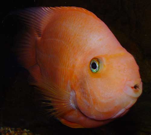 papegojciklid01_christian_alfredsson.jpg