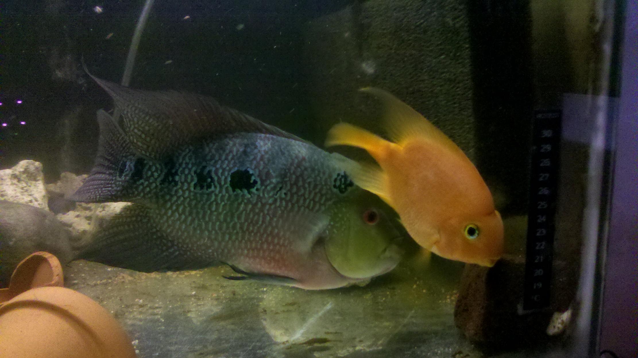2013-03-31_20-03-54_110.jpg
