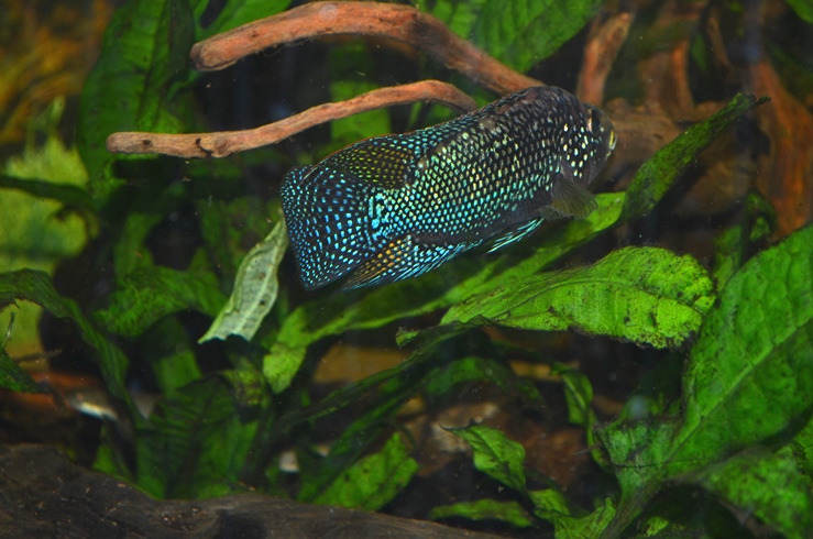 DSC_0306.JPG