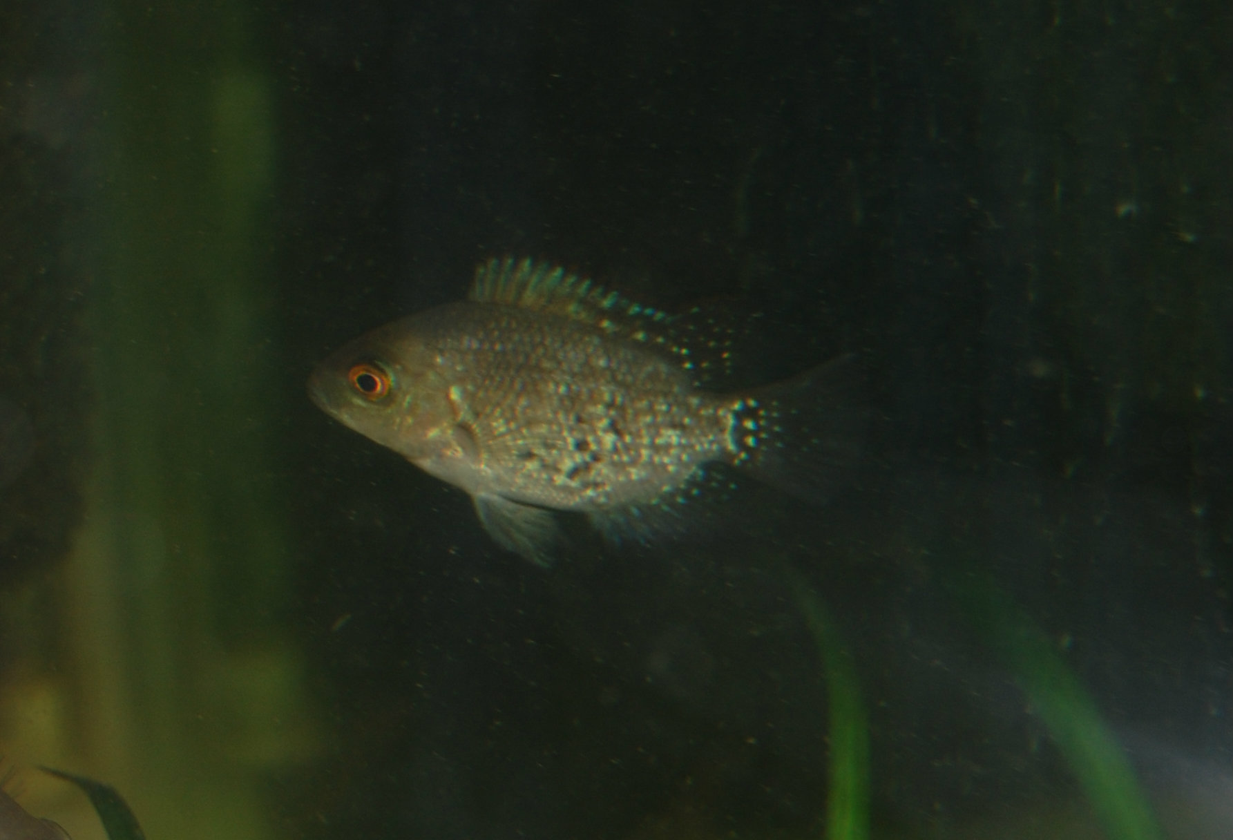 DSC_0115.jpg