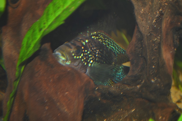 DSC_0356.JPG