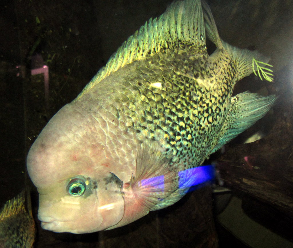 Paratheraps melanurus.JPG