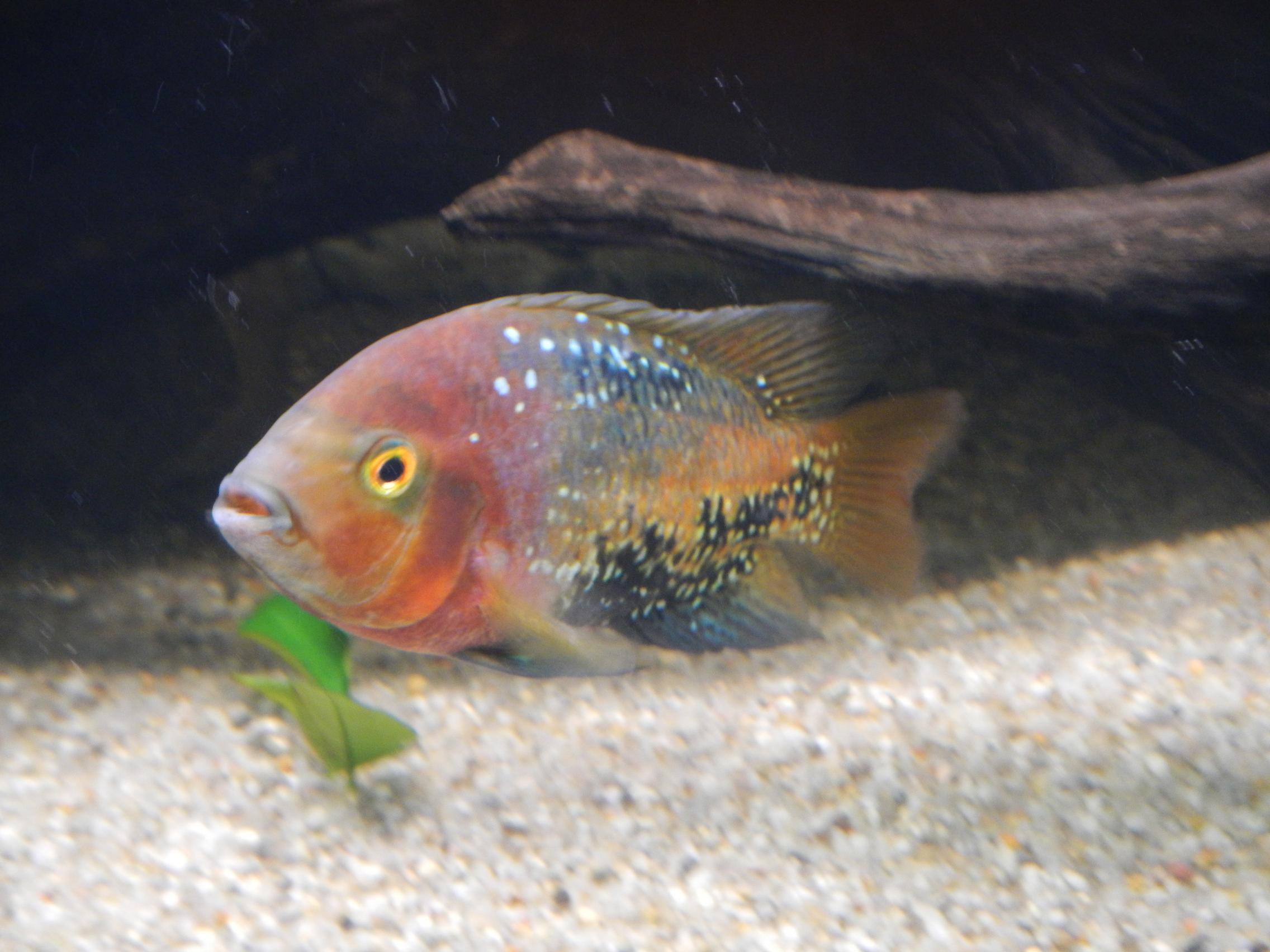 DSCN2328.jpg