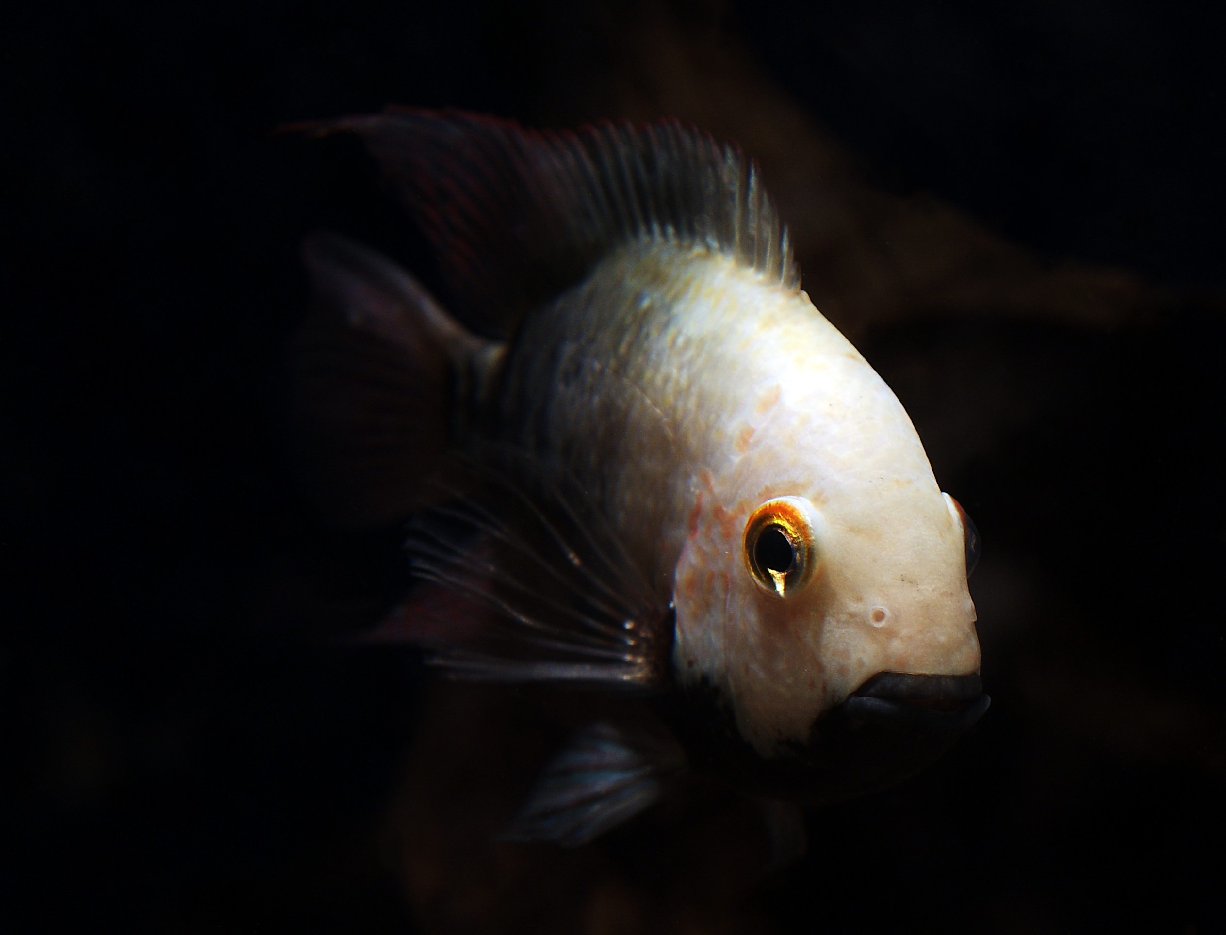 DSC06288redigerad.JPG
