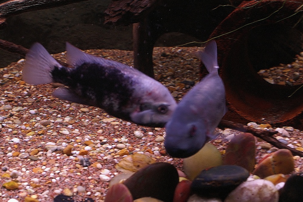 PICT7616.JPG
