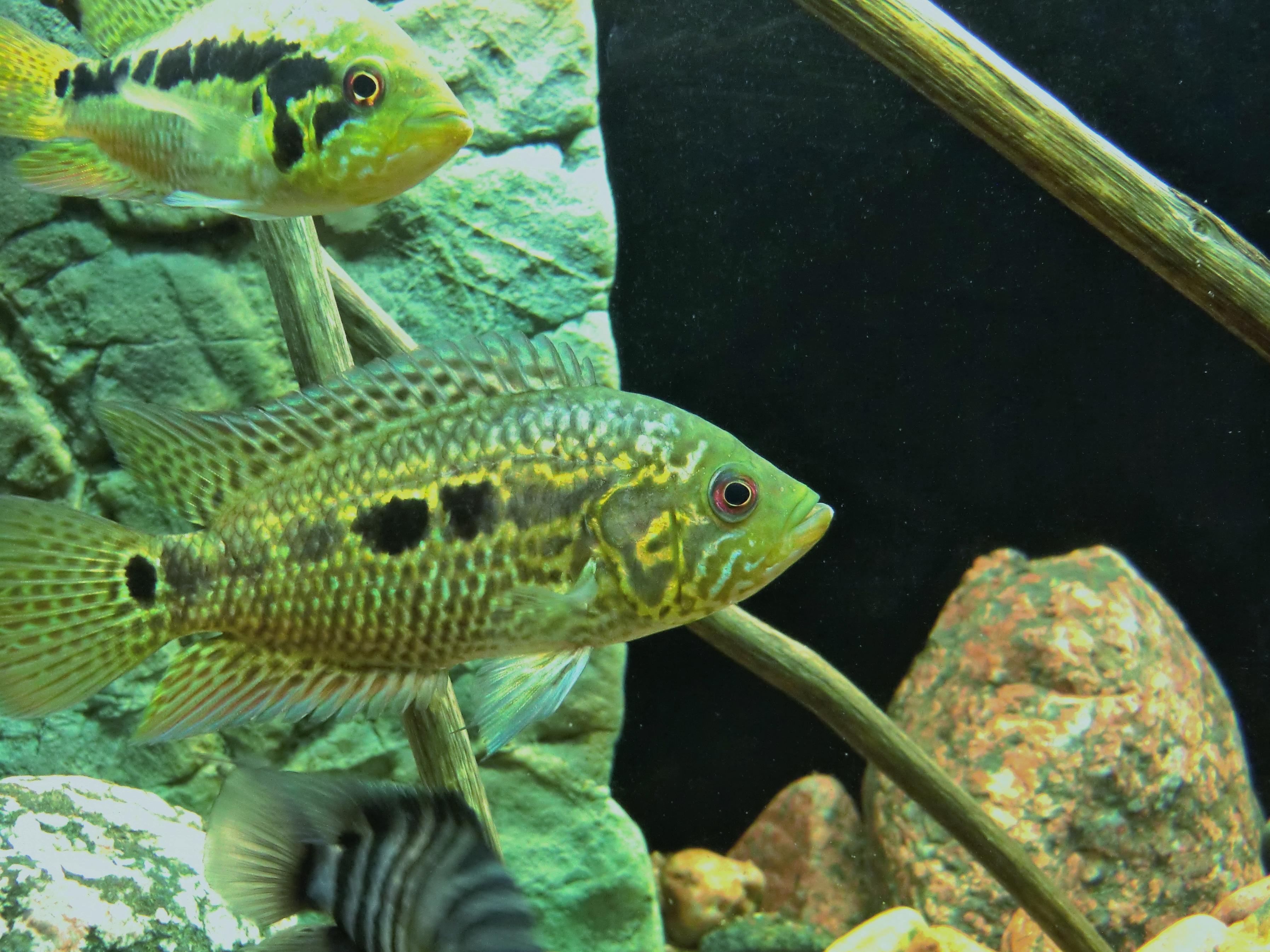Parachromis loisellei (2).jpg