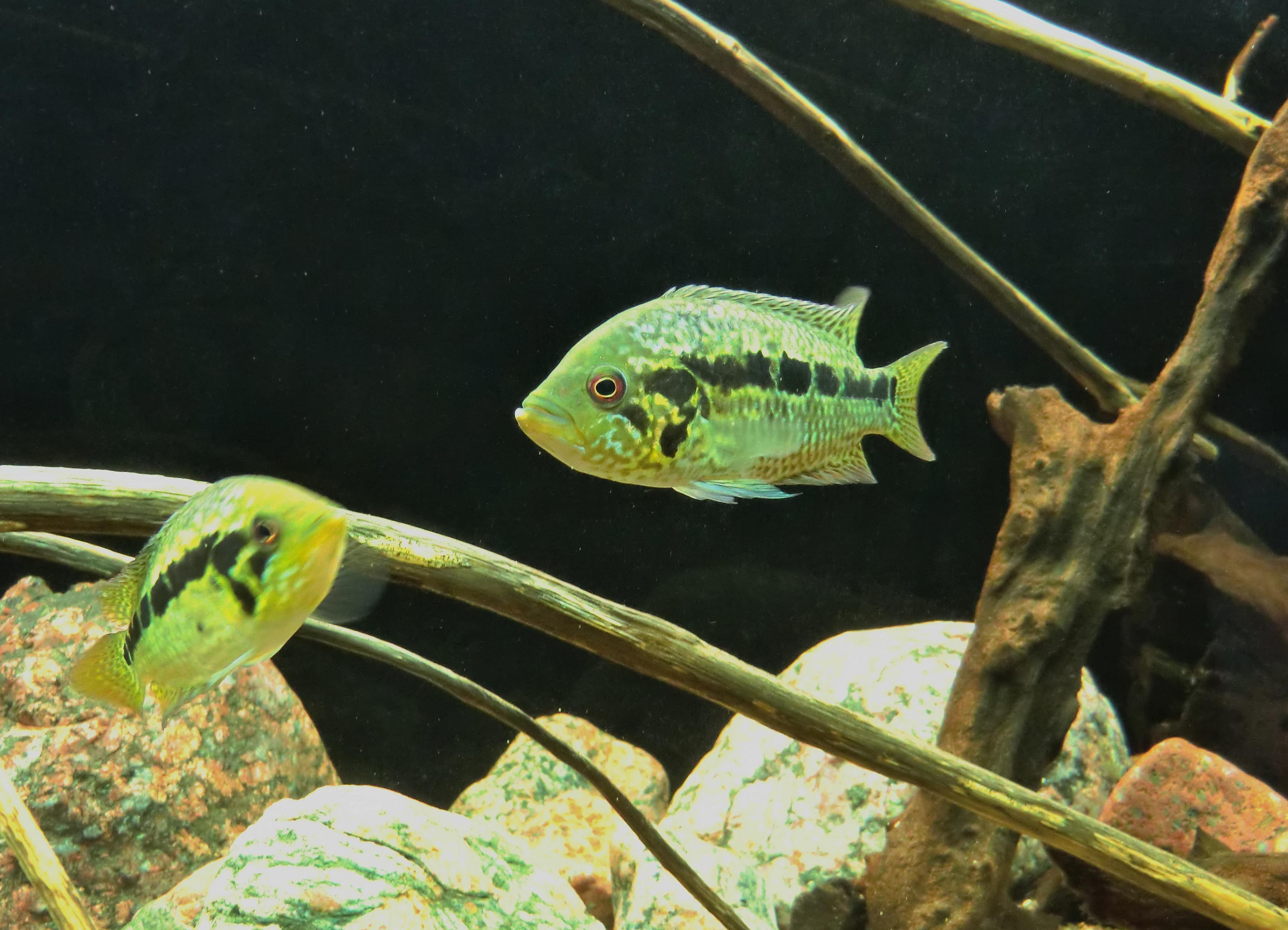 Parachromis loisellei (1).jpg