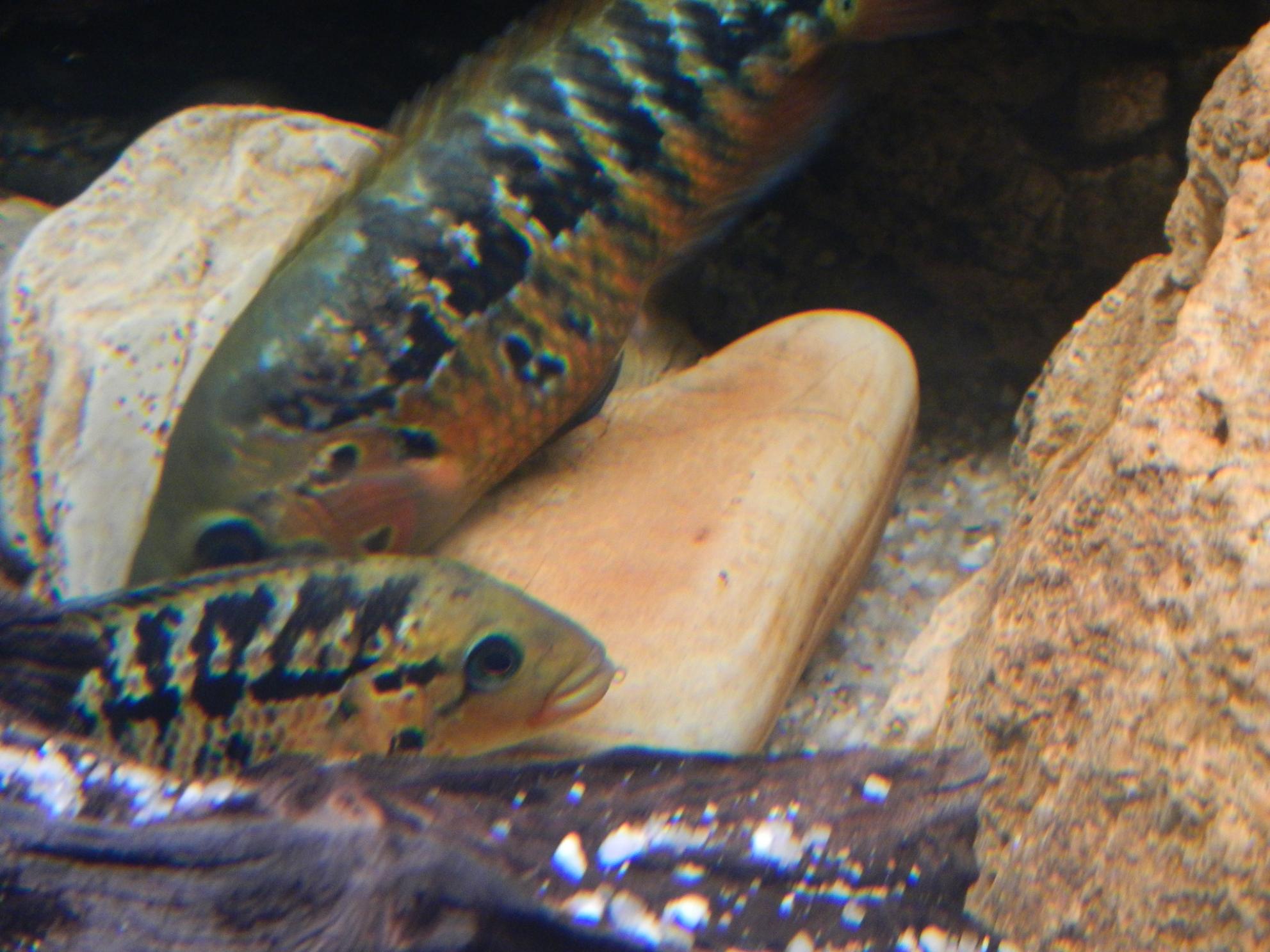 DSCN2526.jpg