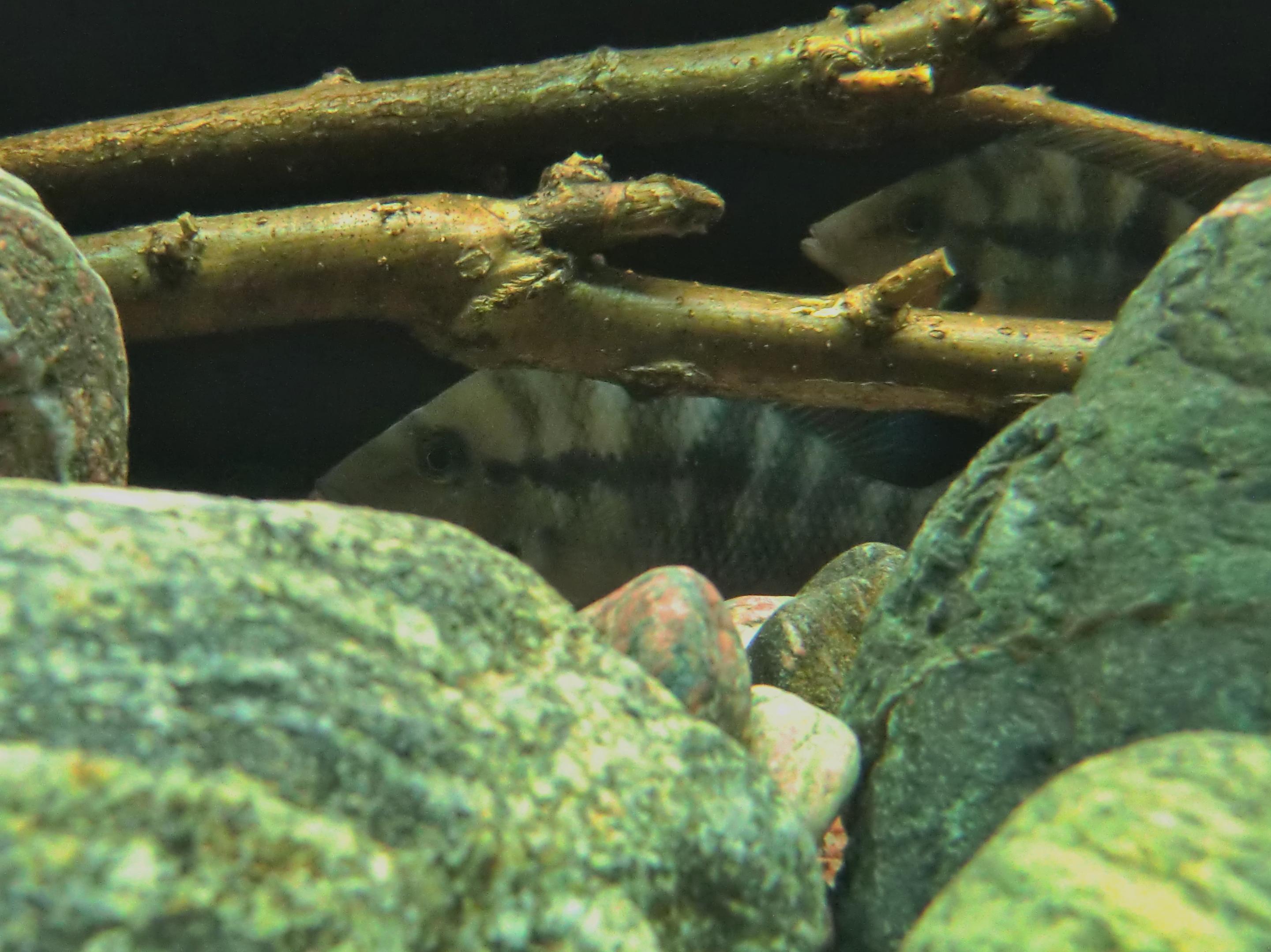 Thorichthys meeki.jpg