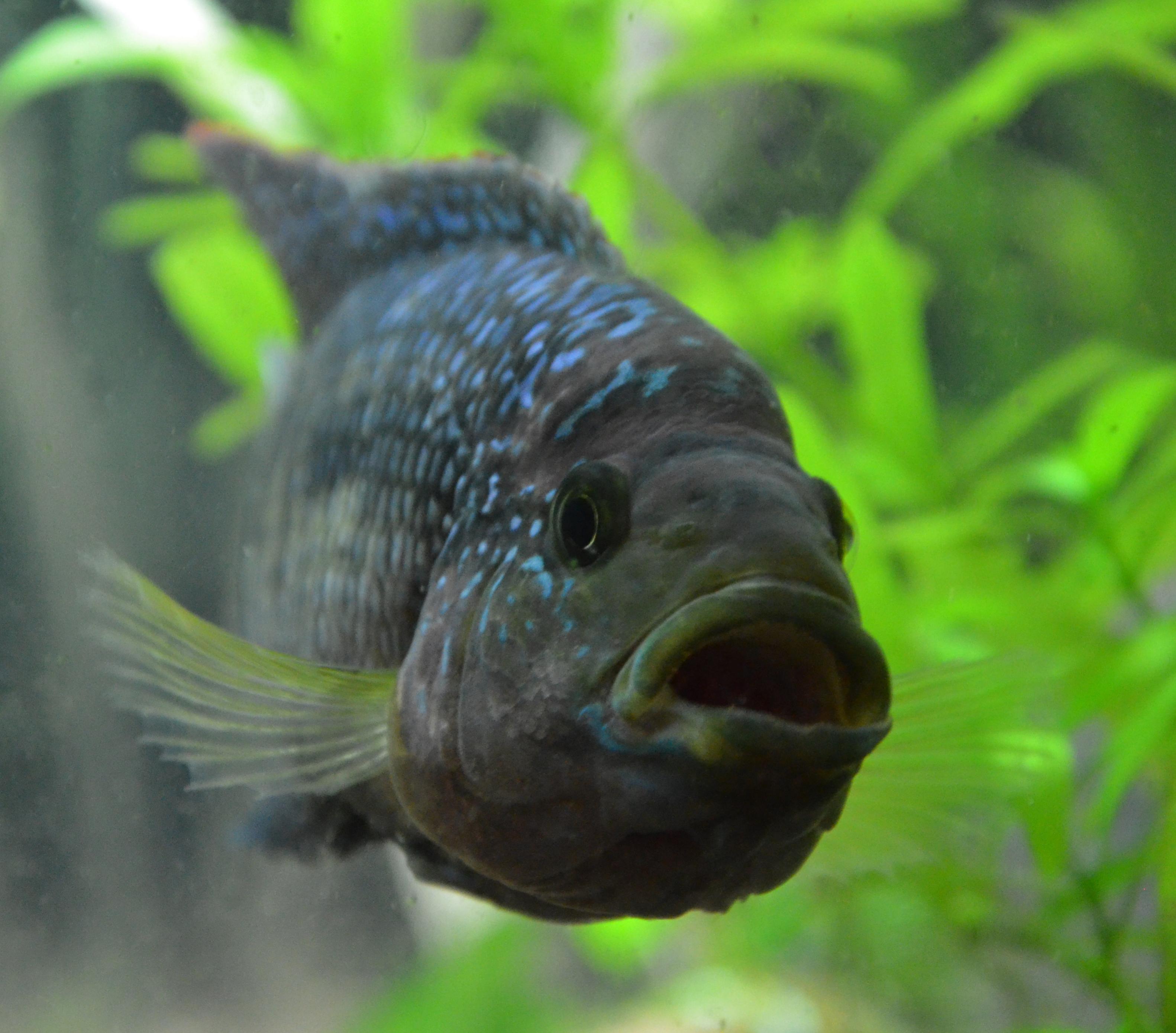 Rocio octofasciata.jpg