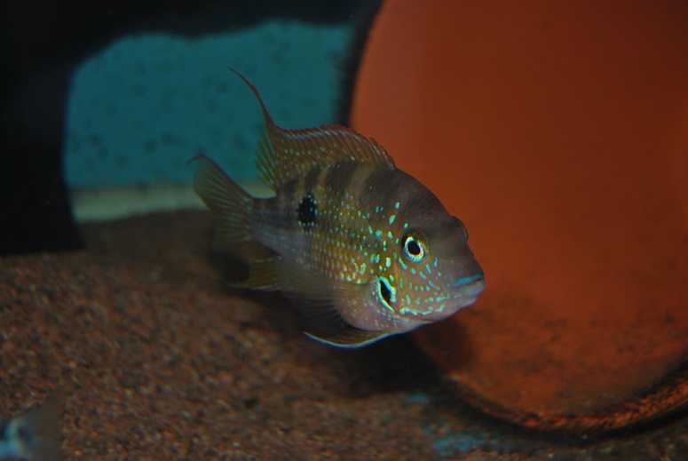 DSC_0011.jpg