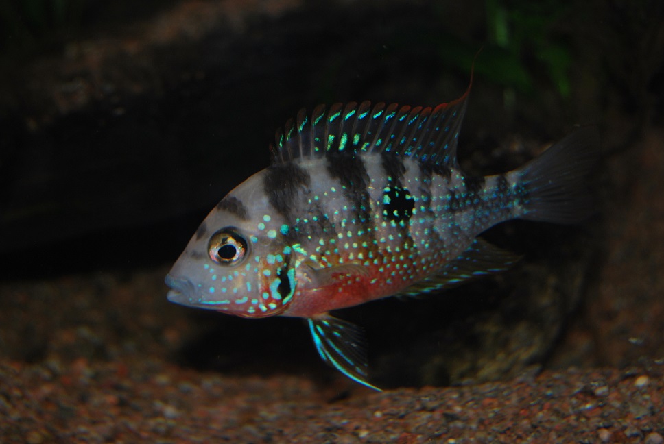 DSC_0012.jpg