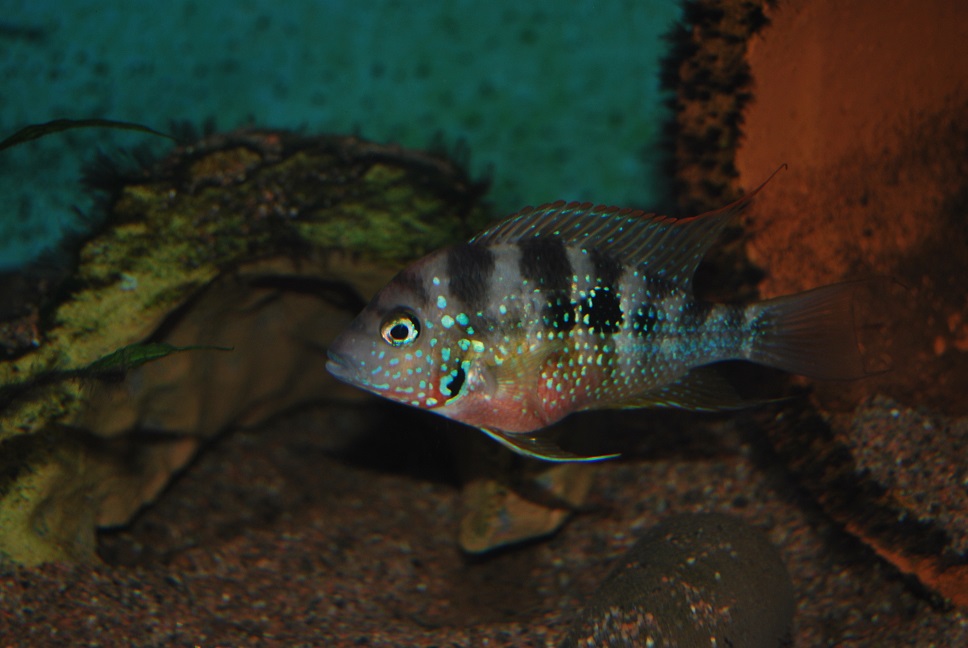 DSC_0004.jpg