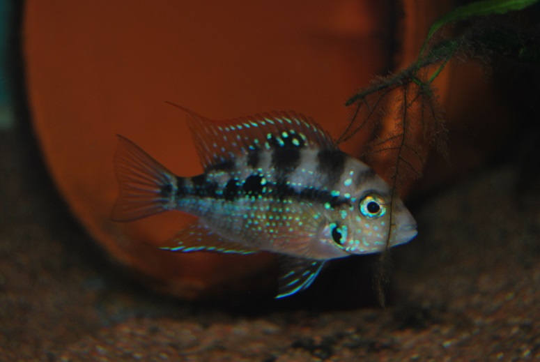 DSC_0009.jpg