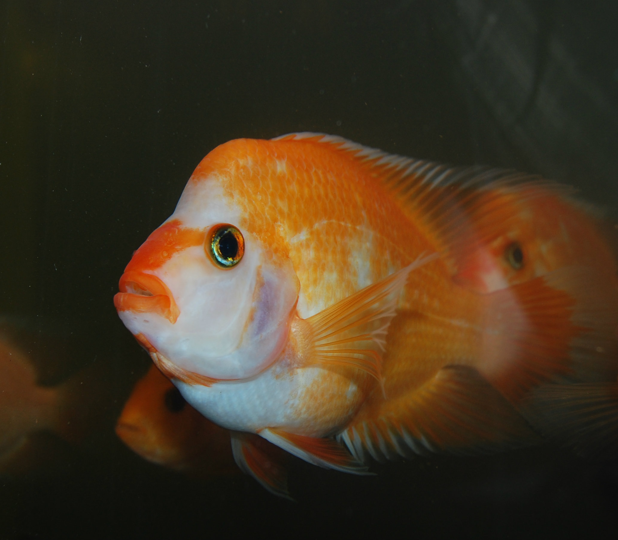 Citrinellus.jpg