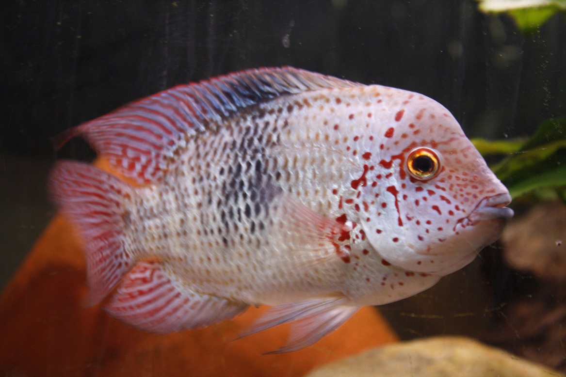 H.Deppii hane.JPG